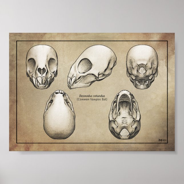 Poster Crâne de chauve-souris Vampire (Devant)