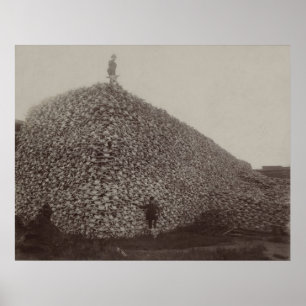 Poster Crânes de bison américain à rectifier pour