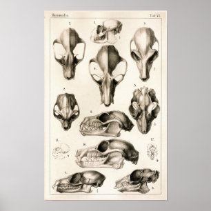 Poster Crânes de copie vétérinaire d'anatomie de battes