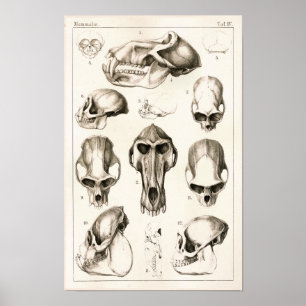 Poster Crânes de copie vétérinaire d'anatomie de singes