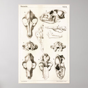 Poster Crânes de loup et de renard Anatomie vétérinaire I