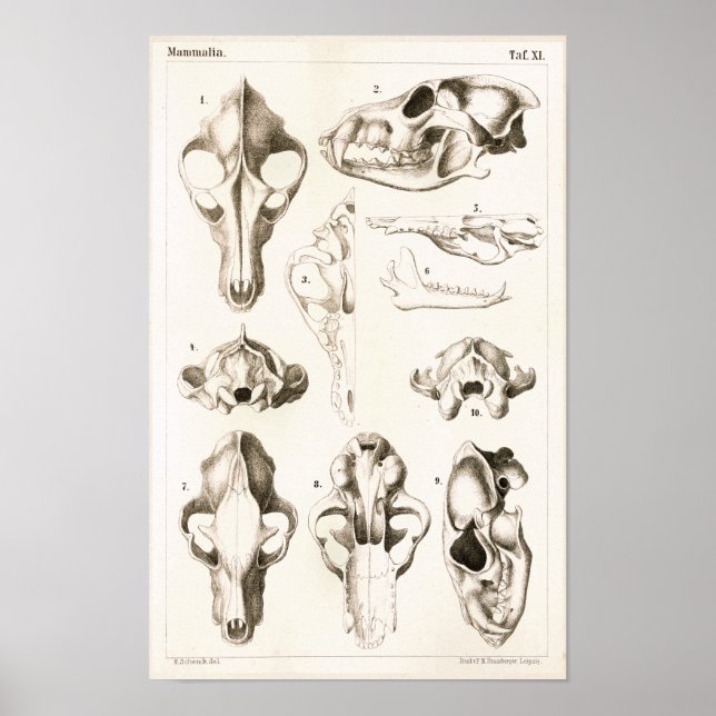 Poster Crânes de loup et de renard Anatomie vétérinaire I (Devant)