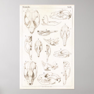 Poster Crânes de mammifères Anatomie vétérinaire Imprimer