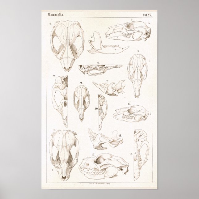 Poster Crânes de mammifères Anatomie vétérinaire Imprimer (Devant)
