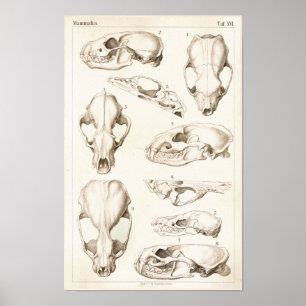 Poster Crânes de mammifères Anatomie vétérinaire Imprimer