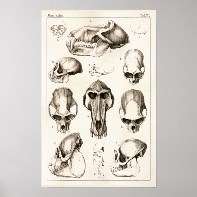 Poster Crânes de singes Anatomie vétérinaire Imprimer (Devant)