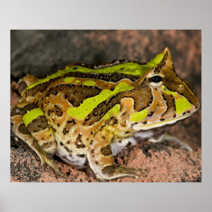 Poster Crapaud cornu brésilien, Ceratophrys cornuta, Nati