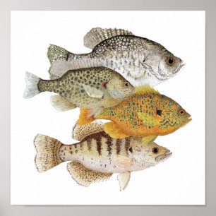 Poster Crapets et Sunfish