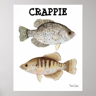 Poster Crappie