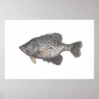 Poster Crappie