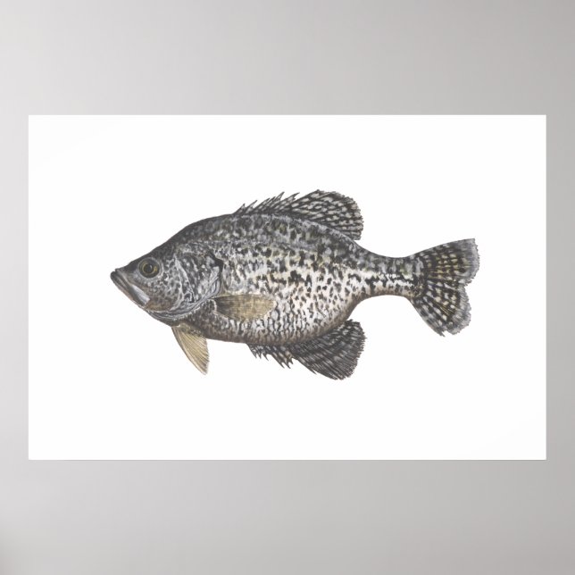 Poster Crappie (Devant)