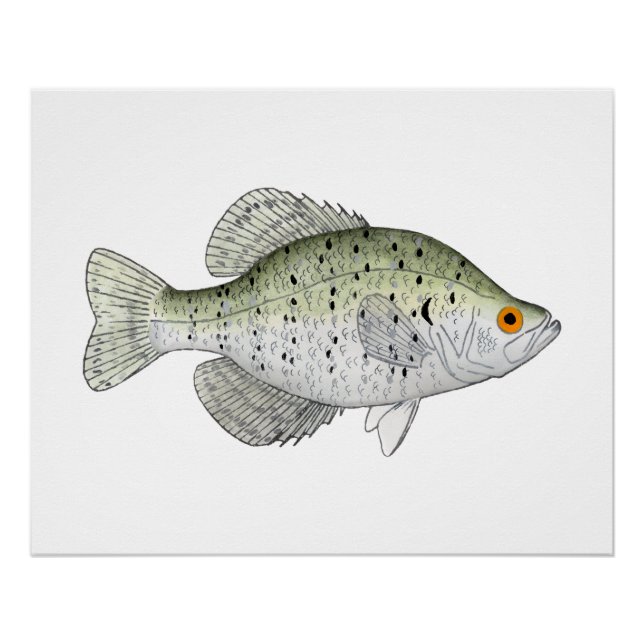 Poster Crappie blanche (Devant)