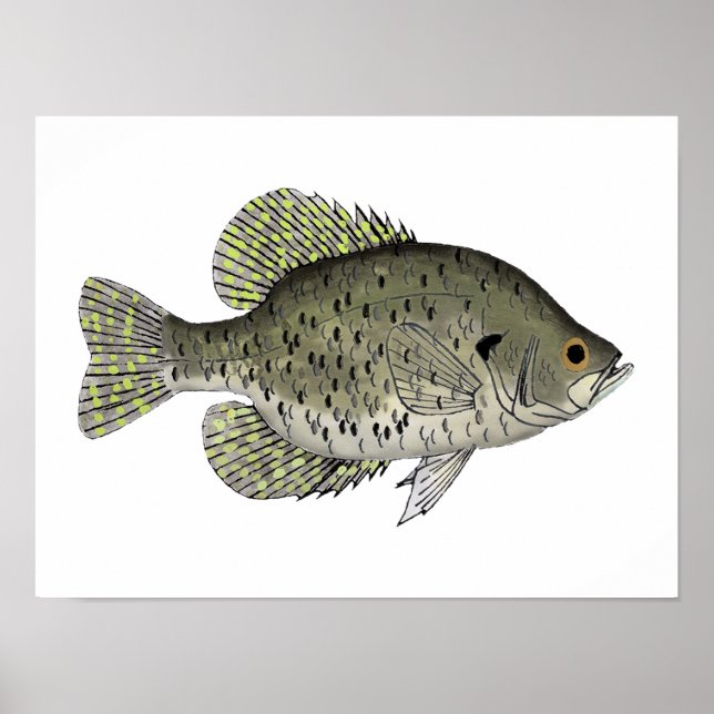 Poster Crappie noire (Devant)