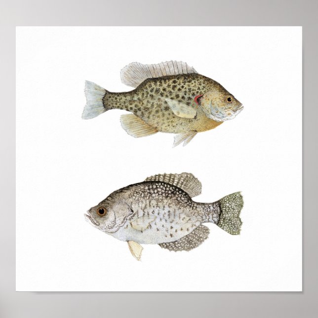 Poster Crappie noire et poisson-soleil chéri (Devant)