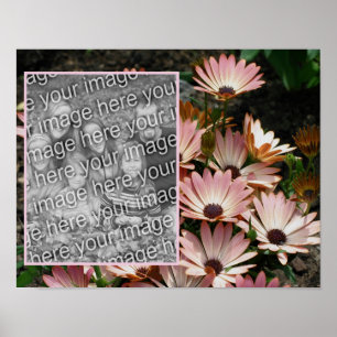 Poster Créez votre propre photo rose Fleurs de marguerite