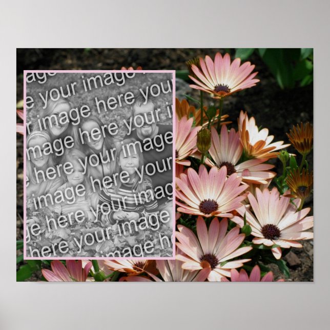 Poster Créez votre propre photo rose Fleurs de marguerite (Devant)