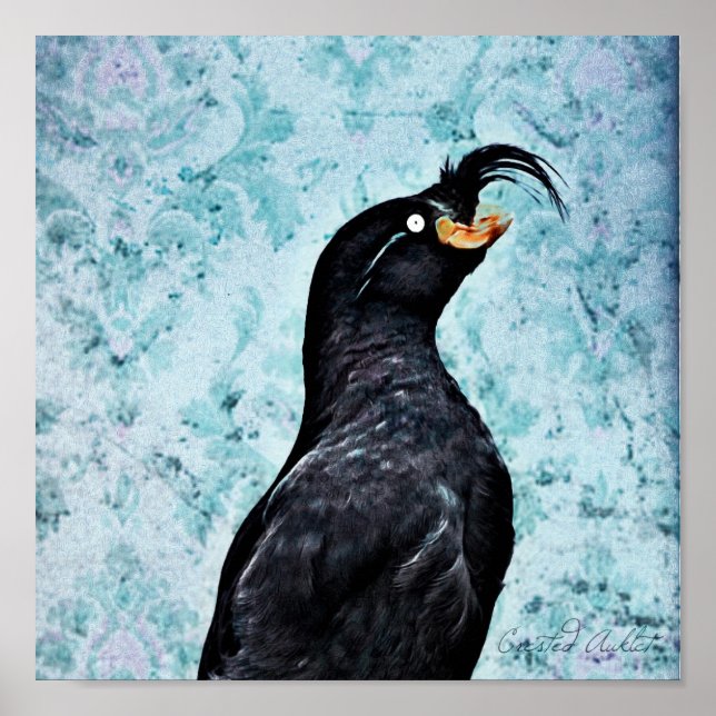 Poster Crested Auklet (Devant)