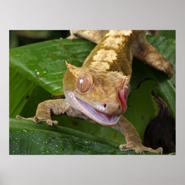 Poster Crested Gecko (Devant)