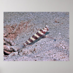 Poster Crevette Goby à Montre