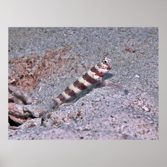 Poster Crevette Goby à Montre (Devant)
