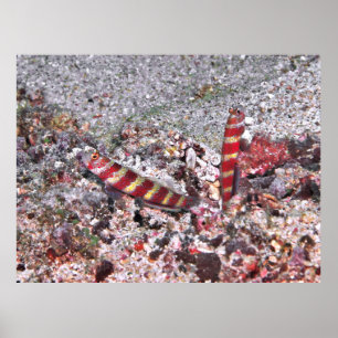 Poster Crevette Goby Duo