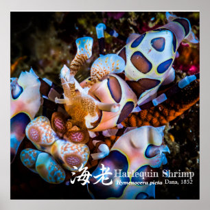 Poster Crevettes arlequines, Hymenocera picta,