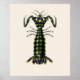 Poster Crevettes géantes Mantis