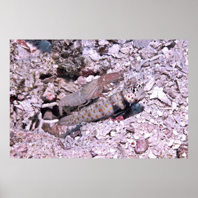 Poster Crevettes Goby et crevettes (Devant)
