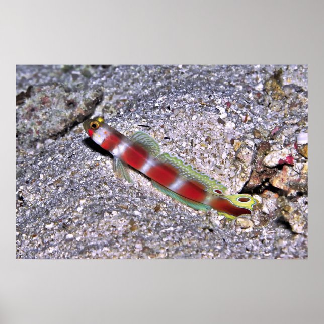 Poster crevettes Goby-Maldives (Devant)