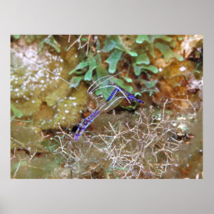 Poster Crevettes propres