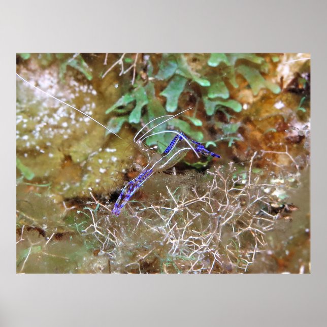 Poster Crevettes propres (Devant)