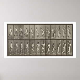 Poster Cricketer, plaque 291 de 'Animal Locomotion', 188