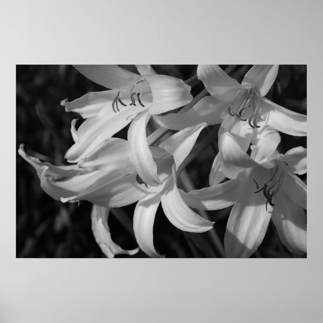Poster Crinum noir et blanc (Devant)