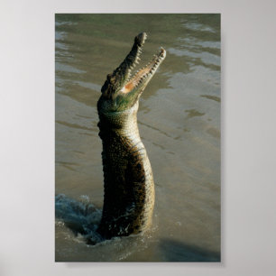 Poster Croc