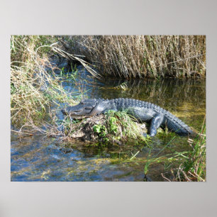 Poster Croc