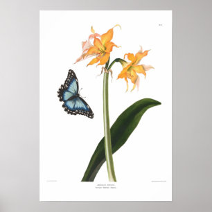 Poster Crocata d'amaryllis