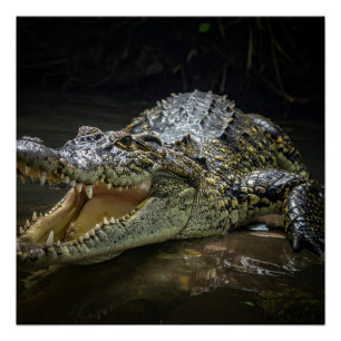 Poster Crocodile