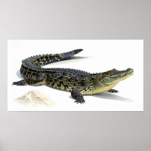Poster Crocodile