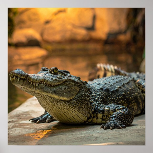 Poster Crocodile (Devant)