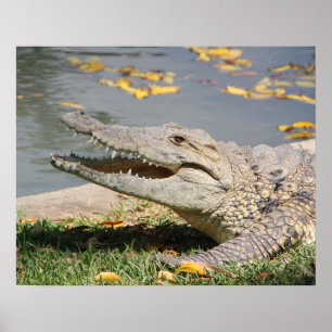 Poster Crocodile