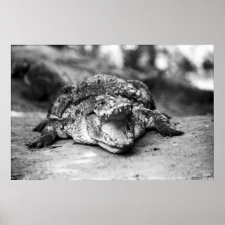 Poster Crocodile