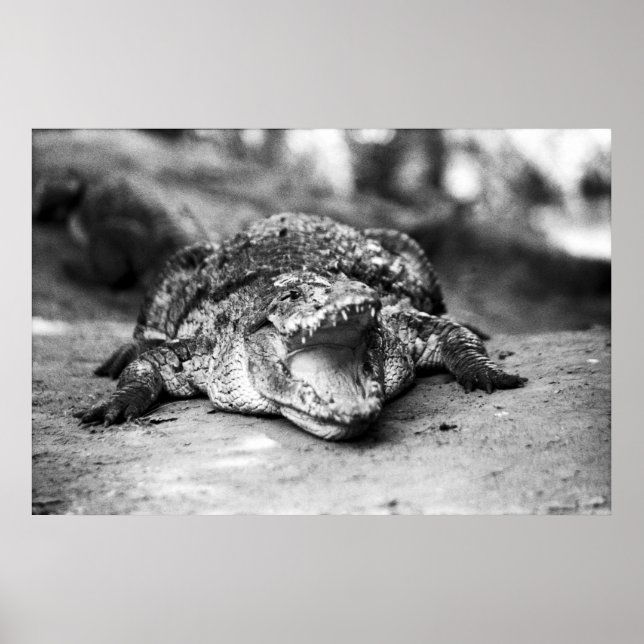 Poster Crocodile (Devant)