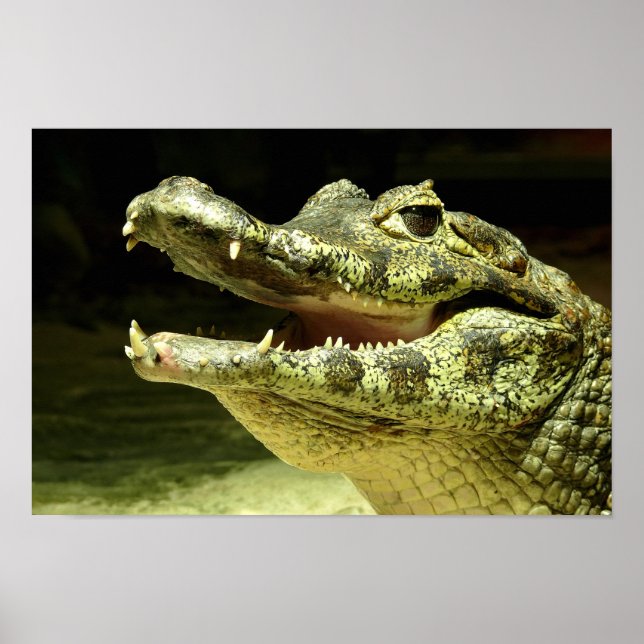 Poster Crocodile (Devant)