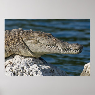 Poster Crocodile américain