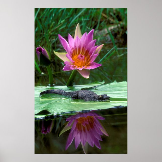 Poster Crocodile du Nil (Crocodylus Niloticus) (Devant)