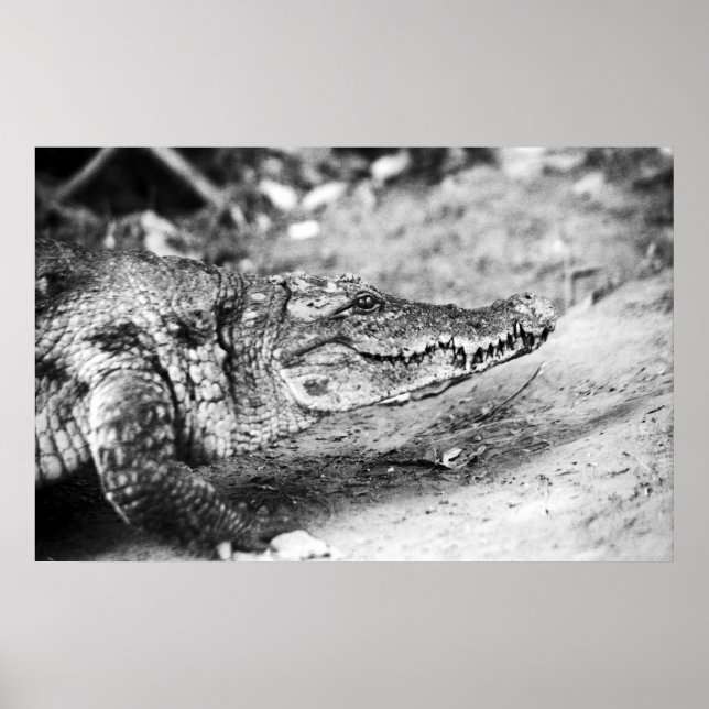 Poster Crocodile en Gambie (Devant)