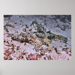 Poster Crocodile Flathead