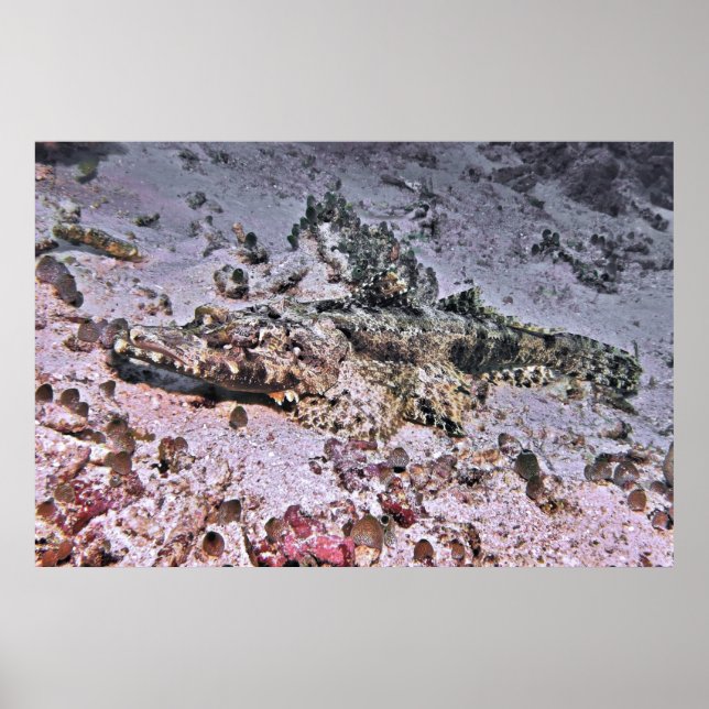 Poster Crocodile Flathead (Devant)