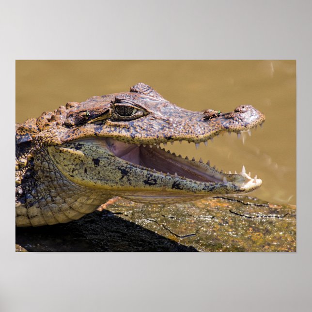 Poster Crocodile fondu à Tortuguero - Costa Rica (Devant)