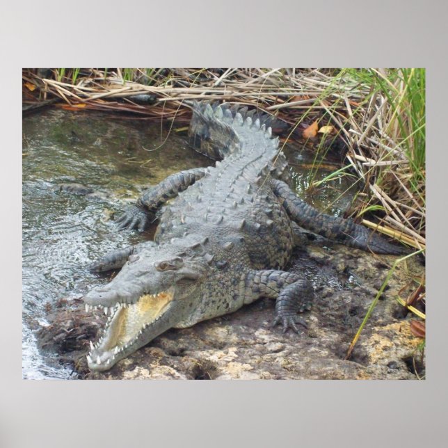 Poster Crocodile jamaïcain d'eau salée (Devant)